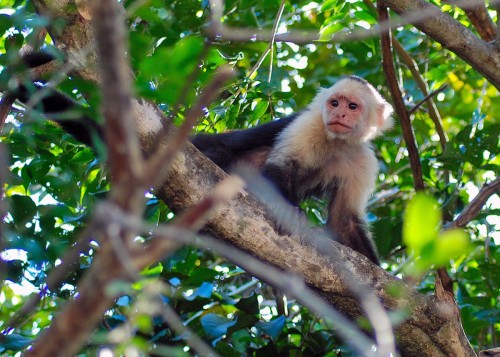 Animals 21a