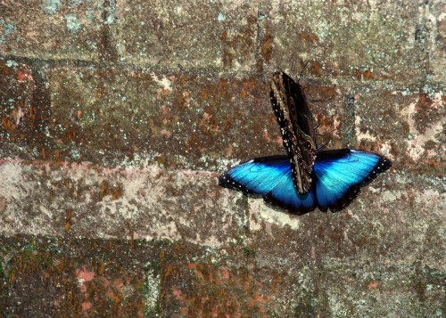 Animals 39