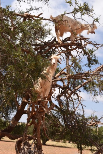 Animals SAM 8814 copy