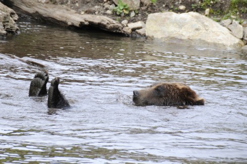 Animals  SAM3715 copy