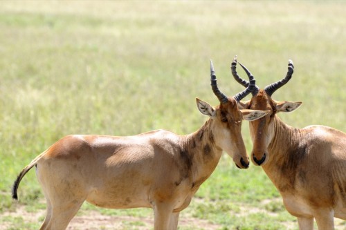 Animals