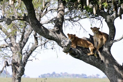 Animals  SAM7323 copy copy
