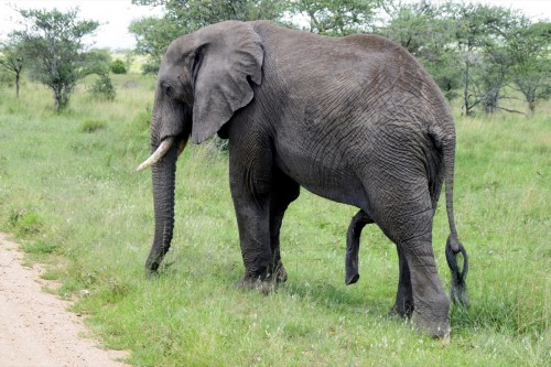 Animals  SAM7663 copy