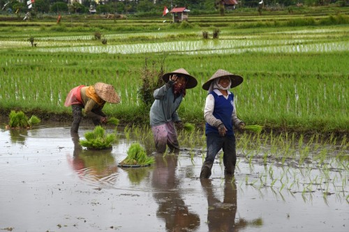 Bali Country 3334 copy