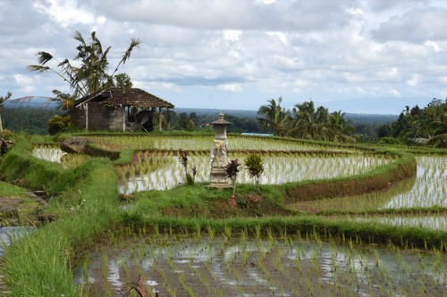 Bali Country 3638 copy