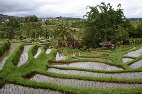 Bali Country 3647 copy