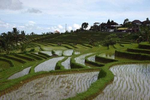 Bali Country 3671 copy