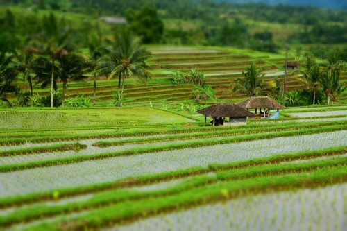 Bali Country 3685