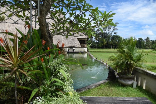 Bali Country 4284 copy