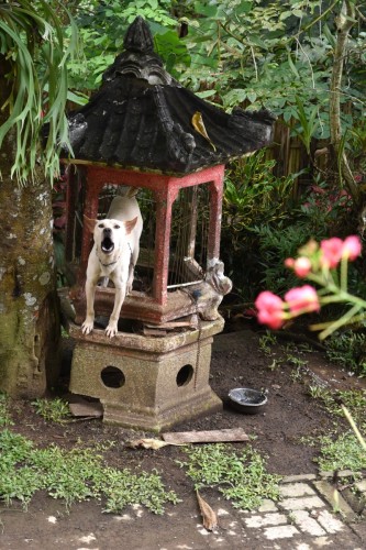 Bali Country 4598 copy