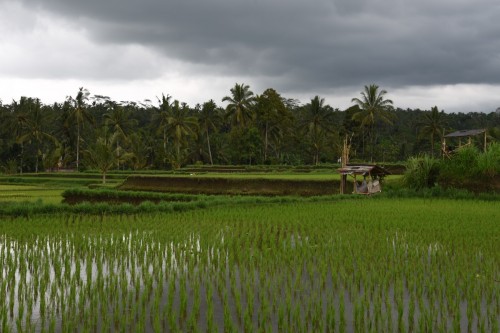 Bali Country 5051 copy