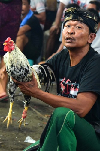 Bali Cock Fighting 8989 copy 2