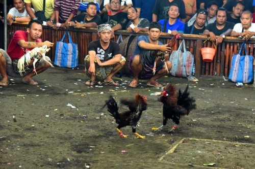 Bali Cock Fighting 9014 copy