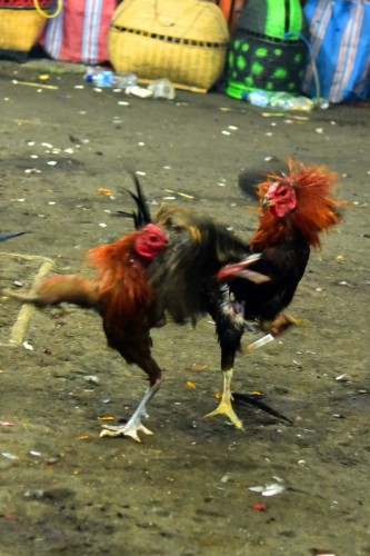 Bali Cock Fighting 9051 copy