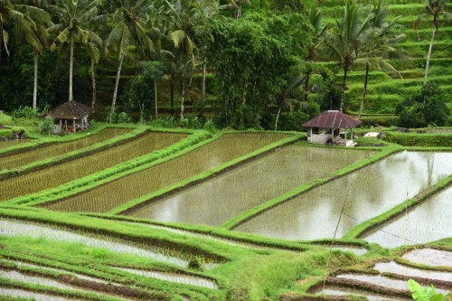 Bali Rice Terrace 7438 copy