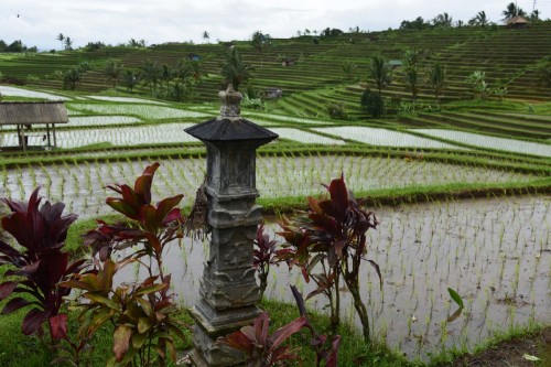Bali Rice Terrace 7444 copy