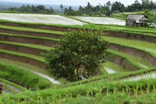 Bali Rice Terrace 7454 copy