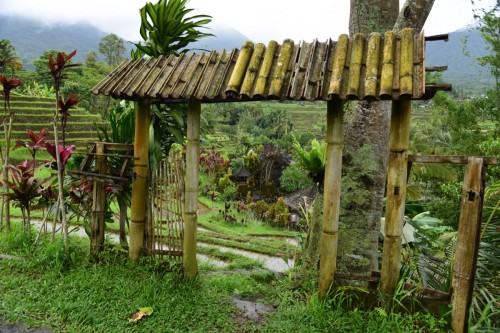 Bali Rice Terrace 7462