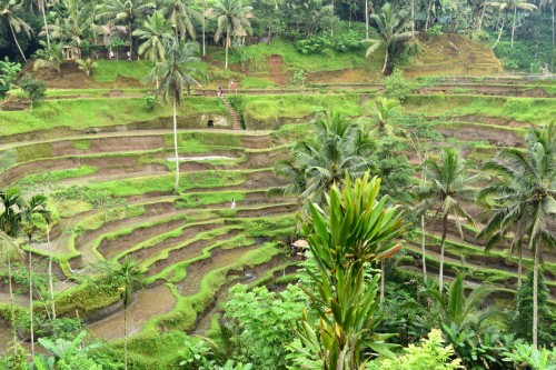 Rice Terraces & Landscape