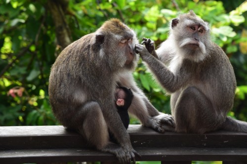 Ubud Monkey Forest