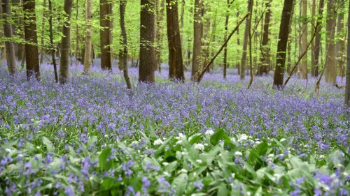 Belgium Blue Forest 2842 copy
