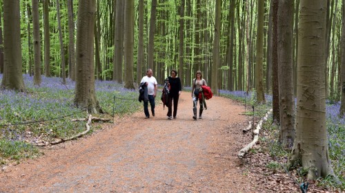 Belgium Blue Forest 2861 copy