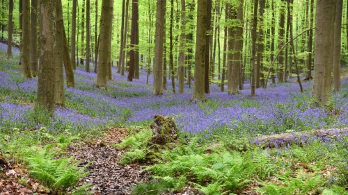 Belgium Blue Forest 2927 copy