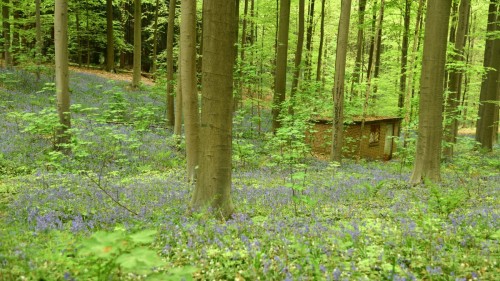 Belgium Blue Forest 2959 copy