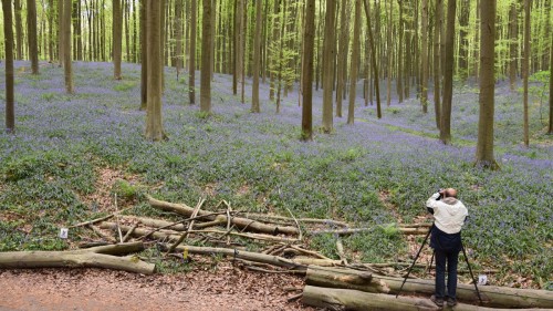 Belgium Blue Forest 3009 copy copy