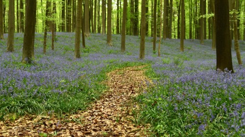 Belgium Blue Forest 3016 copy