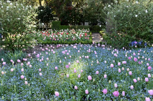 Cali 2017 Filoli 6380 copy