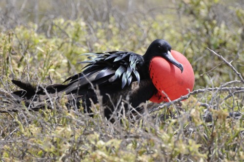 Galapagos Ecuador 2544