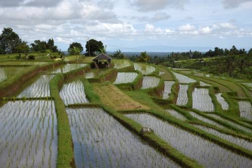 Bali Jatiluwith Rice Field