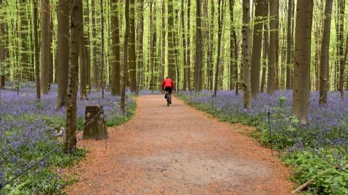 Belgium Hallerbos Blue Forest