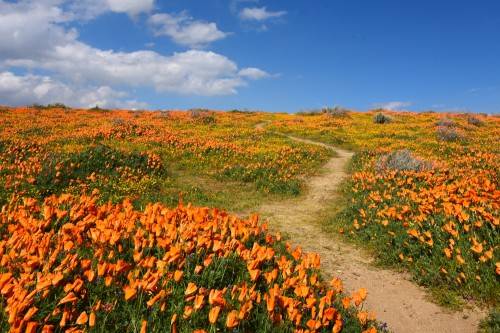 California 3
