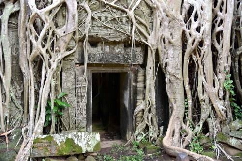 Cambodia Jungle Temple 1