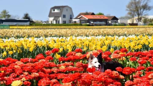 Netherlands 2