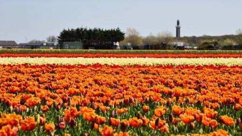 Netherlands 4