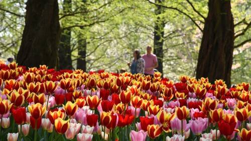 Nethrelands Lisse Keukenhof Garden 2