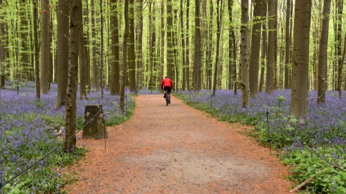 Landscape Belgium Hallerbos Blue Forest