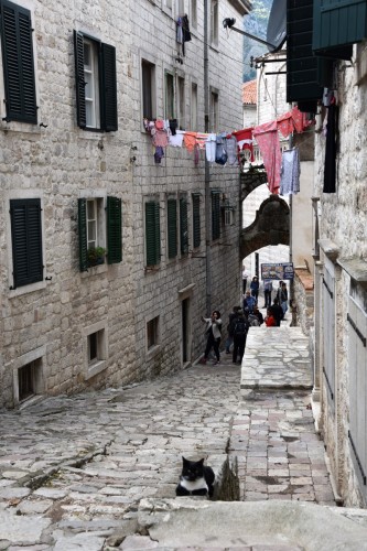Montenegro 8213 copy