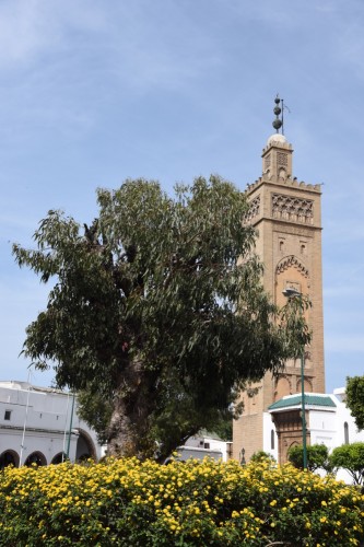 Morocco Casablanca 9484