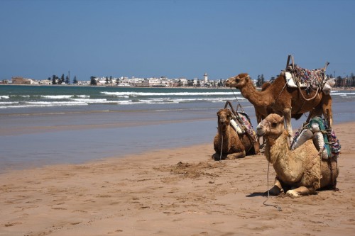 Morocco Essaouira 9059 copy