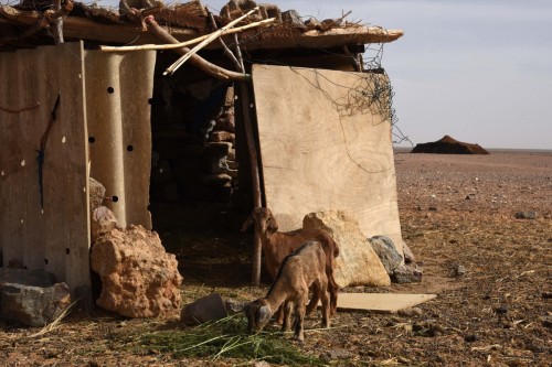 Morocco Sahara 7677 copy