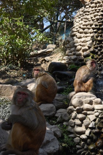Swayambhunath 4053 copy