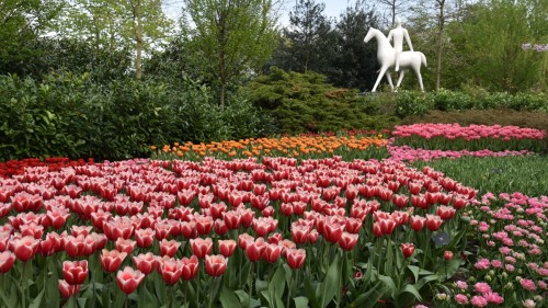 Netherlands Lisse 2553 copy