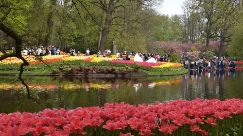 Netherlands Lisse 2558 copy copy