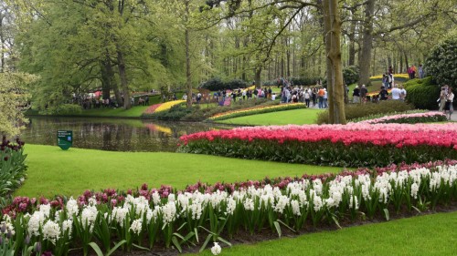 Netherlands Lisse 2559 copy