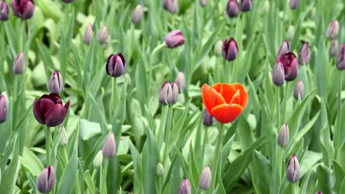 Netherlands Lisse 2560 copy