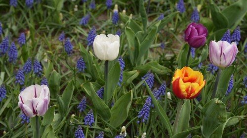 Netherlands Lisse 2580